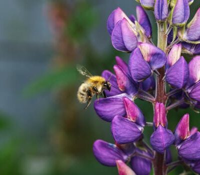 Beyond Pollen: Reimagining Allergy Triggers and How to Avoid Them